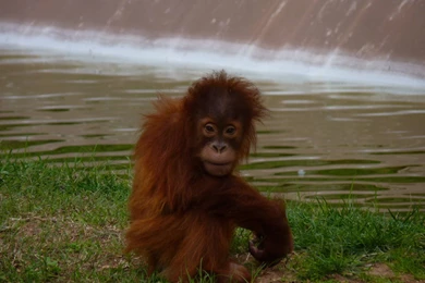 Baby Sumatran Orangutan » Jardim Zoológico De Lisboa Gallery