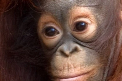 Amazon.com: Baby Orangutan Wallpapers    HD Wallpapers Of Baby ...