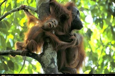 Orangutan Picture, Orangutan Desktop Wallpaper, Free Wallpapers ...