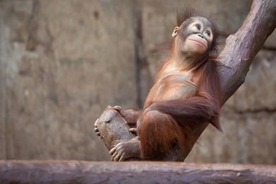 Orangutan, Monkey, Tree >> HD Wallpaper, Get It Now!