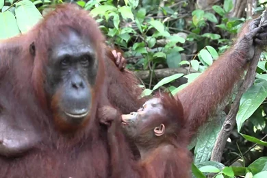 Mother And Baby Orangutan Show Their Love   YouTube