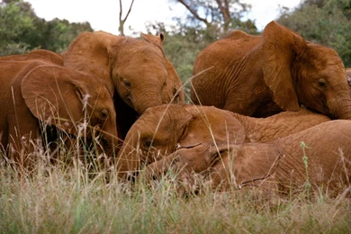 IMAX: Born To Be Wild (Blu ray) : DVD Talk Review Of The Blu ray