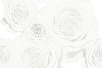 White Roses Wallpapers