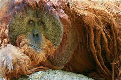 An Expressive Orangutan HD Desktop Wallpapers : Widescreen : High ...