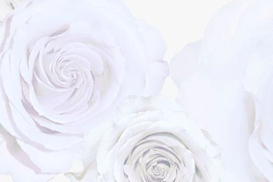 Blown Up White Roses Wallpapers