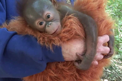 Baby Orangutan Born At The Houston Zoo   YouTube