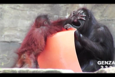 Spoiled Brat Baby Orangutan   YouTube