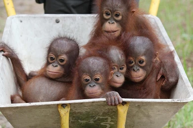 6243x3230px Street Fighter 4 Logo