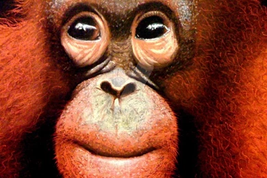 Baby Orangutan   Pastel By Gaara240497 On DeviantArt