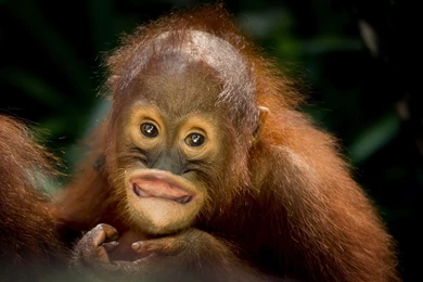 Meymun Wekleri Sorğusuna Uyğun şekilleri Pulsuz Yükle, Bedava Indir