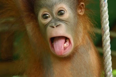 Orangutan Photos