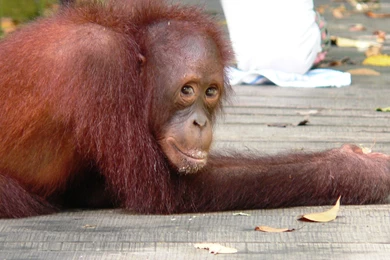 Hanging With The Orangutans In Borneo