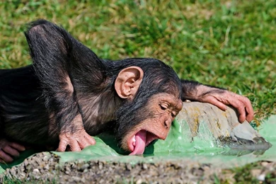 Animal Wallpapers Of A Orangutan Baby