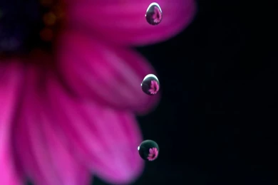 Desktop Wallpapers · Gallery · Windows 7 · Windows 7 Flowers Theme ...