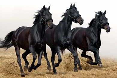 Black horses on white background.jpg Photo By Ride_arcowboy ...