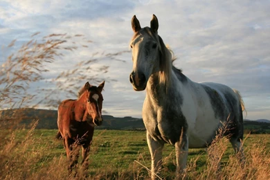 Download Wallpapers 2048x1152 Horses, Couple, Field, Grass HD HD ...