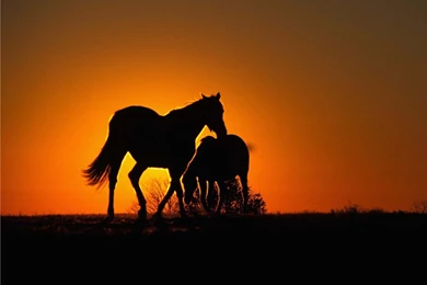 Horses: Horses Sunset Animal Cavalo Horse HD Backgrounds For HD 16 ...