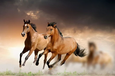 Horses: Horses Animal Horse Run HD Backgrounds For HD 16:9 High ...