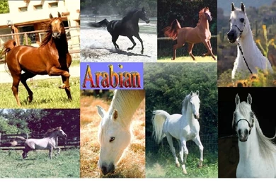 Arabian Backgrounds   Horses Photo (1673711)   Fanpop