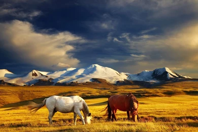 Horses: Horses Mountains Animals Nature Desktop Backgrounds For HD ...