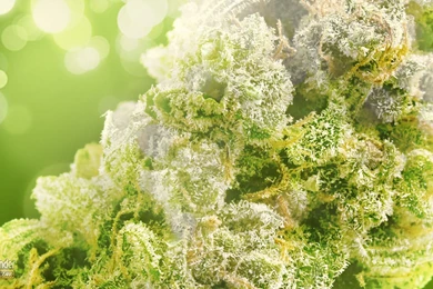 Dispensaries   Legal Marijuana Dispensary And Cannabis Clubs At ...