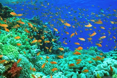 Ocean Life S Wallpapers