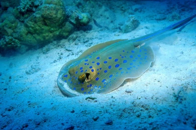 Ocean Life Marine Life Pics