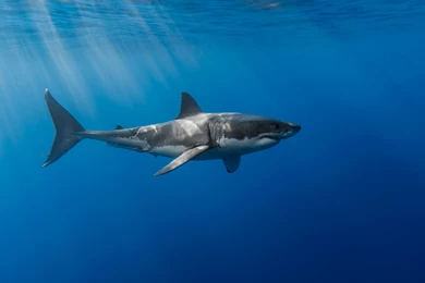 Great White Shark : Wallpapers