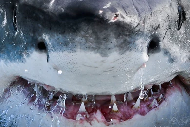 Great White Shark Galaxy S2 Wallpapers (960x800)