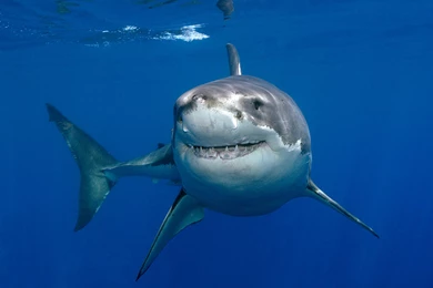 Great White Shark Clipart   Wallpaper.