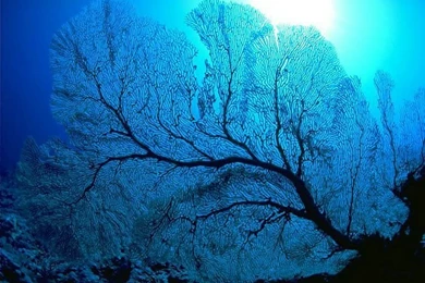 Blue Ocean Wallpapers & Ocean Animals Wallpaper21 Wallcoo.net