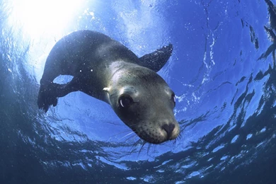 Ocean Life HD Wallpapers 25 : HD Wallpaper, Backgrounds Wallpapers