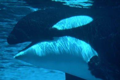 Ocean Life Wallpapers 31 Beaches Rivers Oceans Photography ...