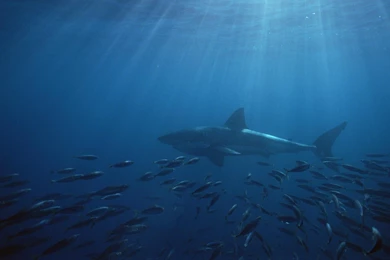 Islands South Australia Neptune Great White Shark Wallpapers ...
