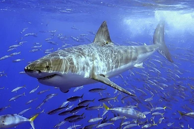 Great White Sharks Clipart   Wallpaper.