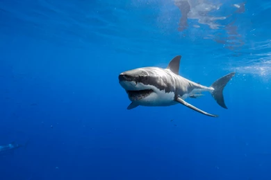 Great White Shark HD Wallpapers High Quality