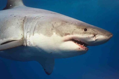 Sharks Wallpapers Page 2: Shark White Attacks High Quality Picture ...