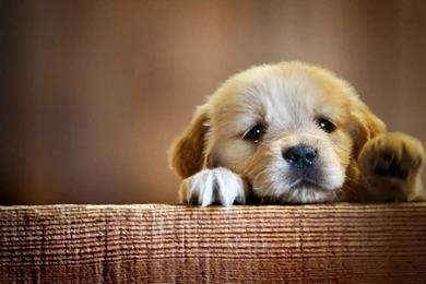 Puppy Dogs Pictures+