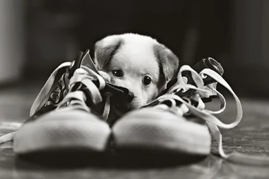 Pictures Of The Cutest Puppy In The World   Wallpapers HD Fine