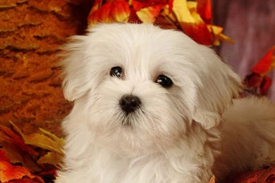 Mountain Lion wallpapers