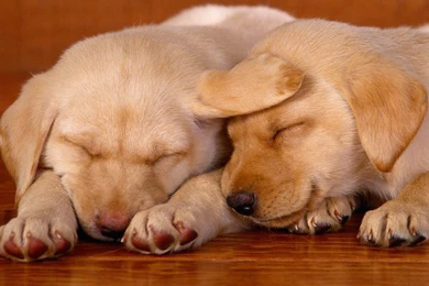 65 High Resolution Wallpapers Of Cute Dogs   Wallpapers   RecipeApart