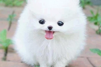 Beautiful puppies Dog wallpapers.jpg