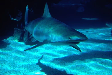 Ocean Life Wallpapers 25   Beaches Rivers Oceans Photography ...