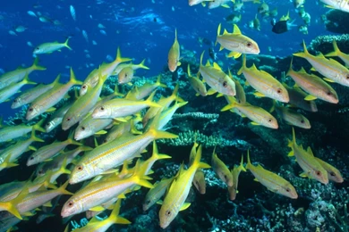 Ocean Life – BUZZERG