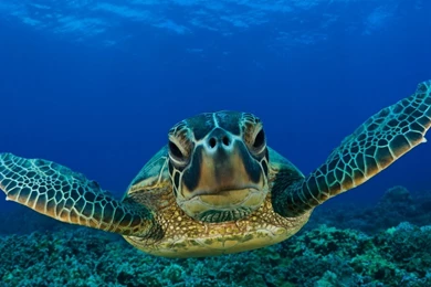 Animals Reptiles Turtles Sea Life Ocean Underwater Water Swim ...