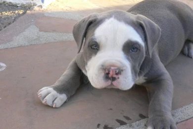 Pitbull Dog Puppy HD Wallpapers