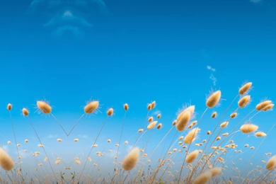 Fourteenth HTC One M9 Wallpapers   Image From Download All HTC One ...