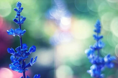 Color Wallpaper 4.jpg