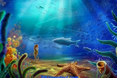 Fish Out Of The Water Wallpapers   ImgMob