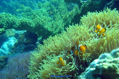 112555d1341390554 water fish wallpaper water fish pic.jpg